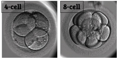 Cell embryo
