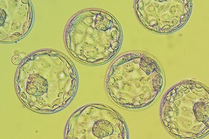 Embryo evaluation, part 3: Blastocyst stage embryos